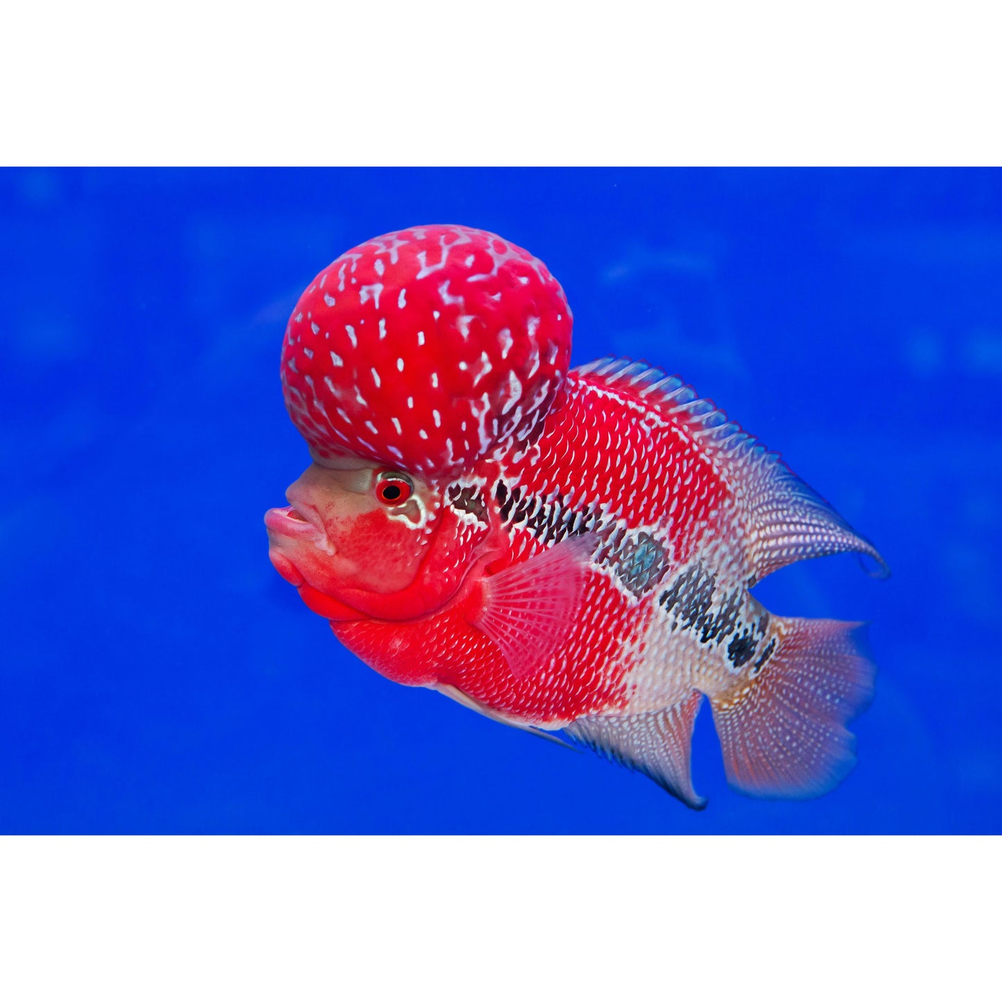 Cichlasoma Flowerhorn Big Head