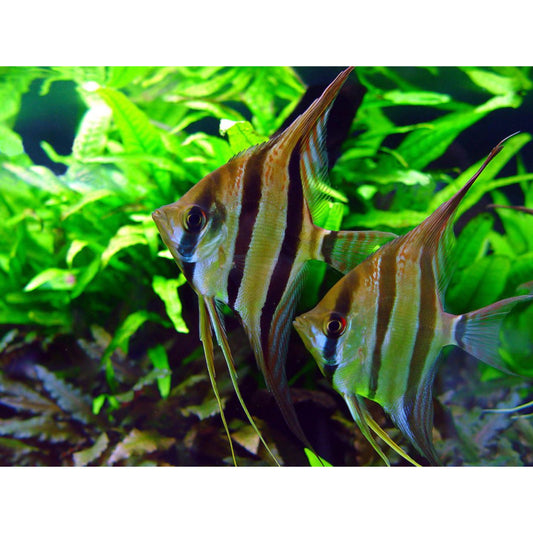 Pterophyllum Scalare Dantum