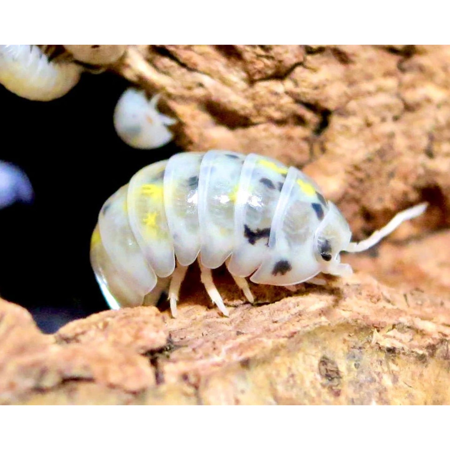 Armadillidium vulgare Magic Potion (15pz)