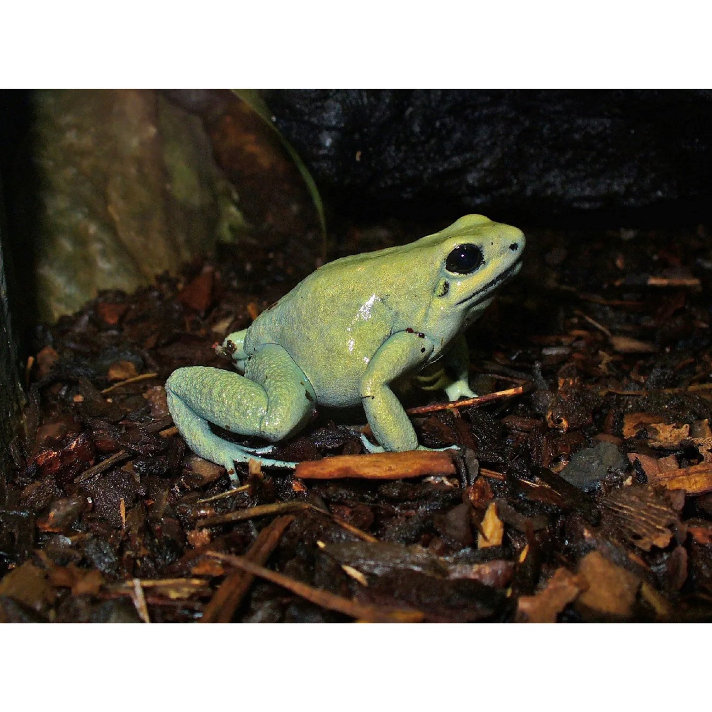 Phyllobates terribilis mint