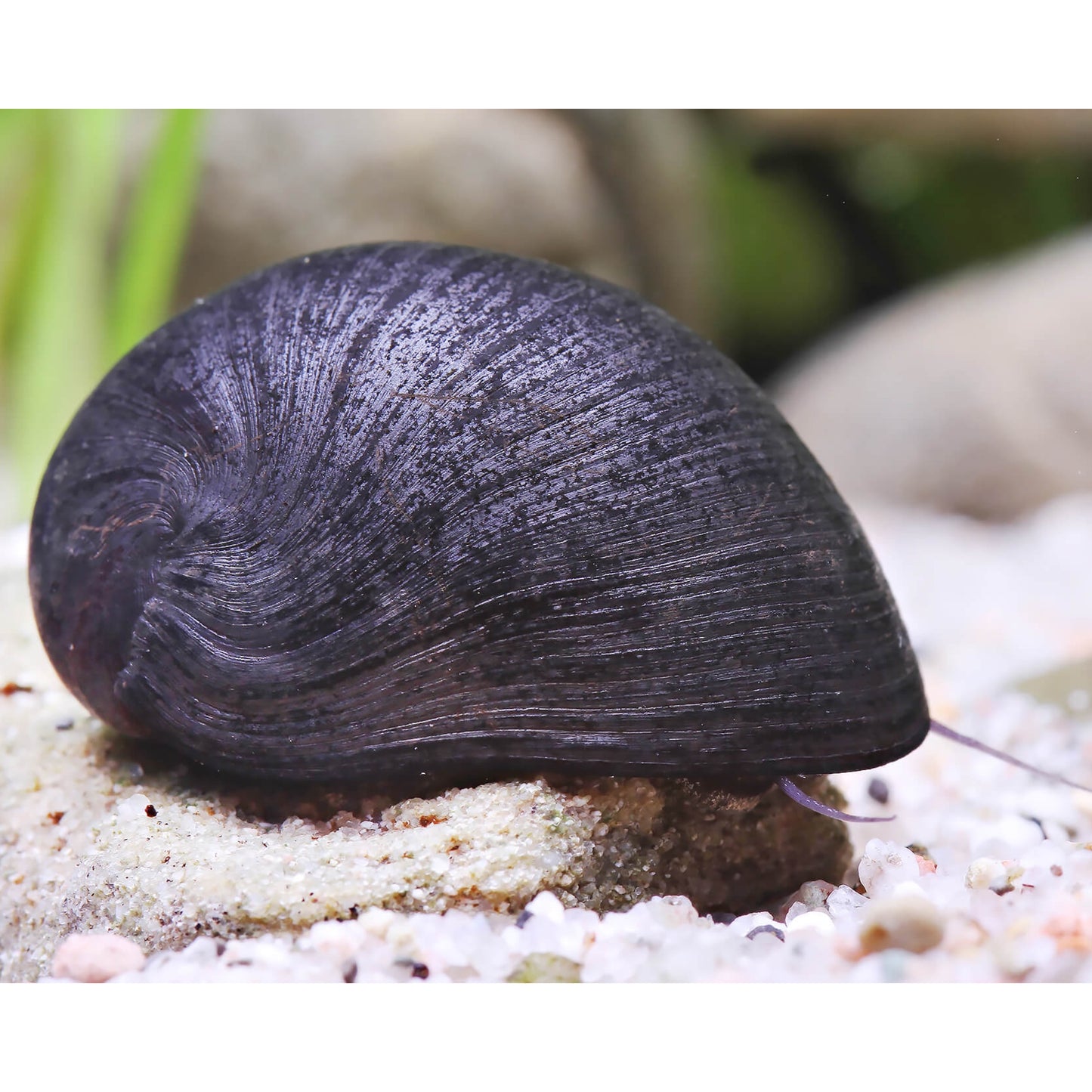 Neritina sp. Black helmet