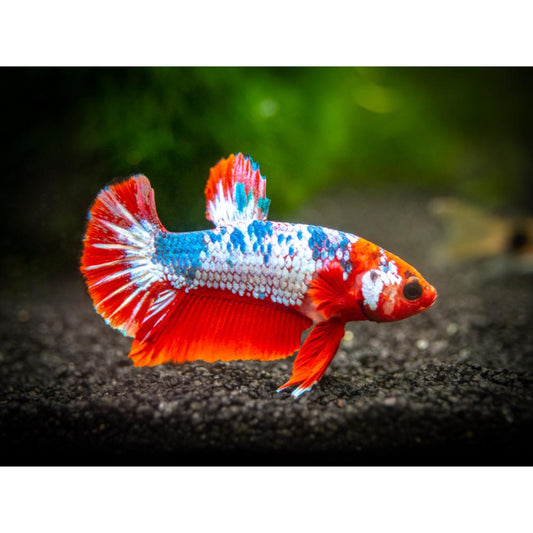 Betta splendens “plakat fancy” mix color