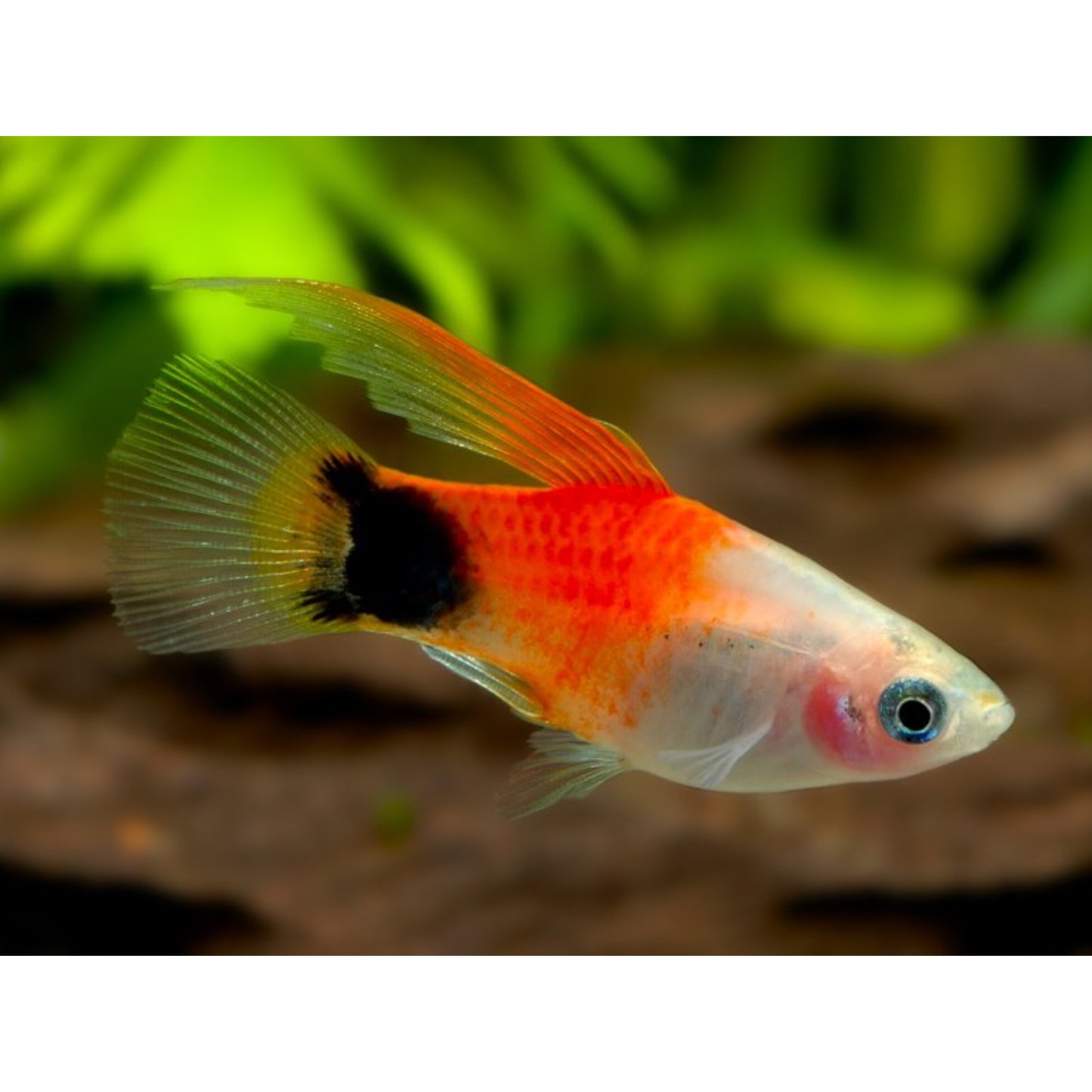 Xiphophorus maculatus (platy) “mickey mouse long fin”