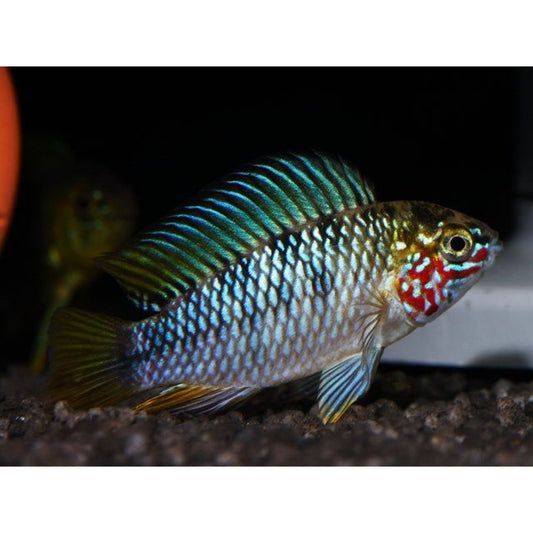 Apistogramma sp. Opal