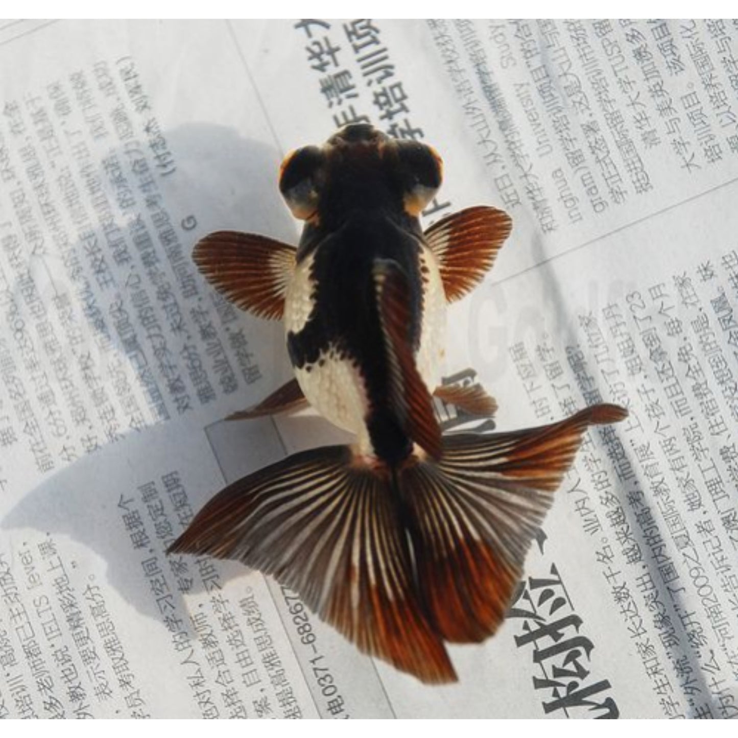 Carassius auratus “butterfly mix”