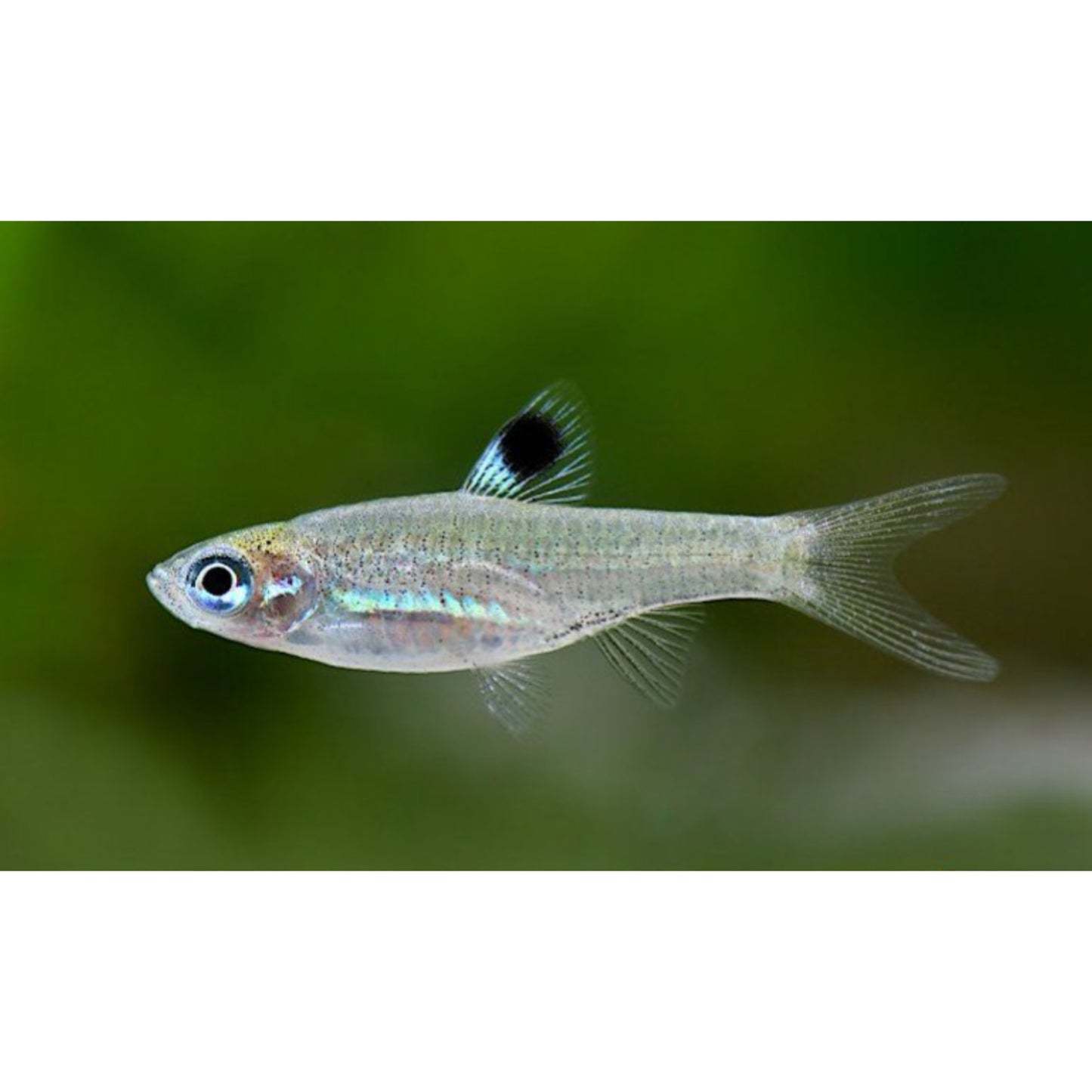 Rasbora dorsiocellata