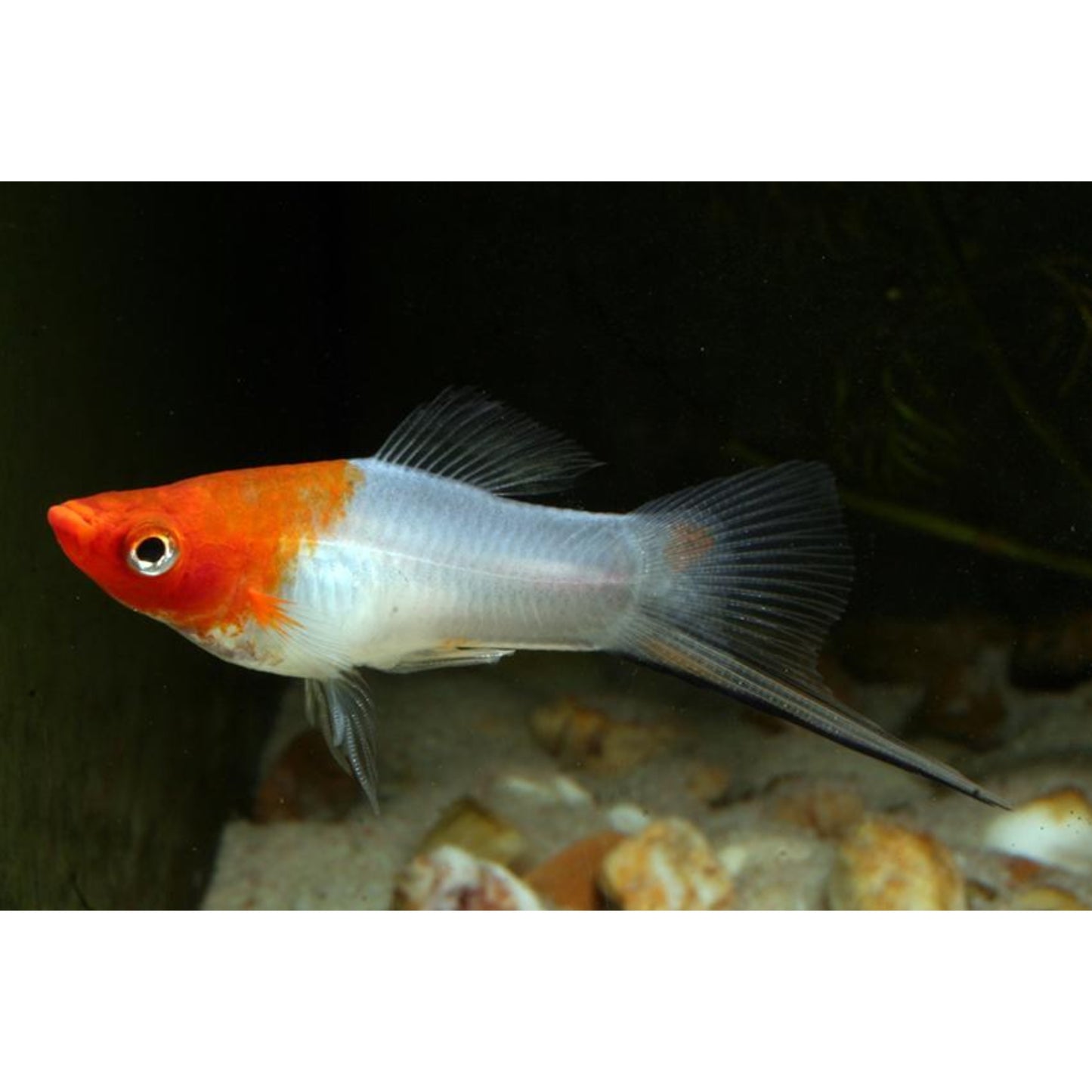 Xiphophorus helleri (portaspada) “Koi kohaku”