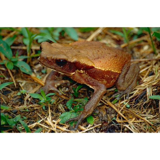 Bufo guttatus