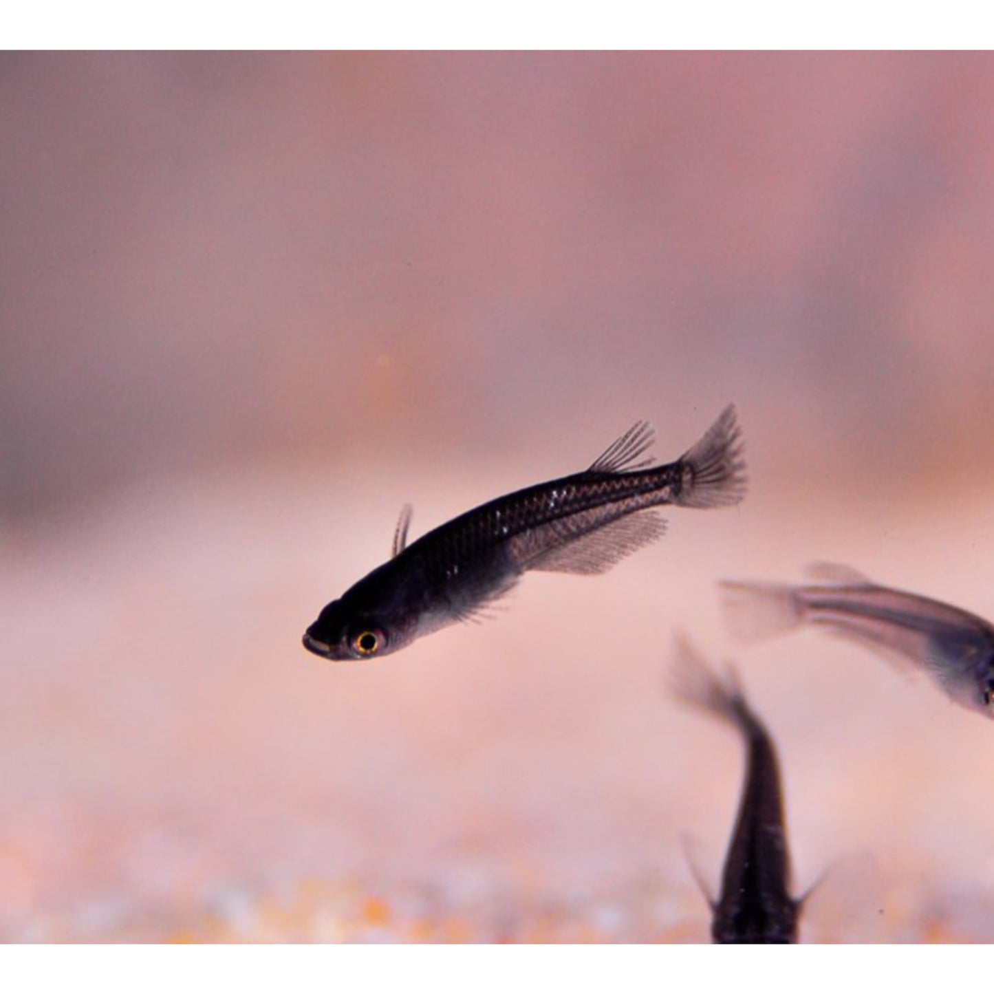 Oryzias lapites white black Medaka
