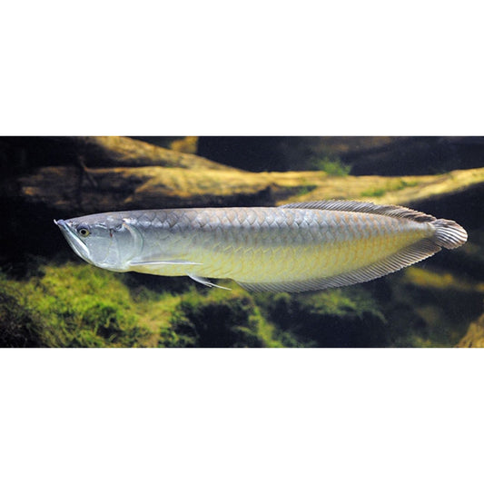 Osteoglossum bicirrhosum (Arowana)