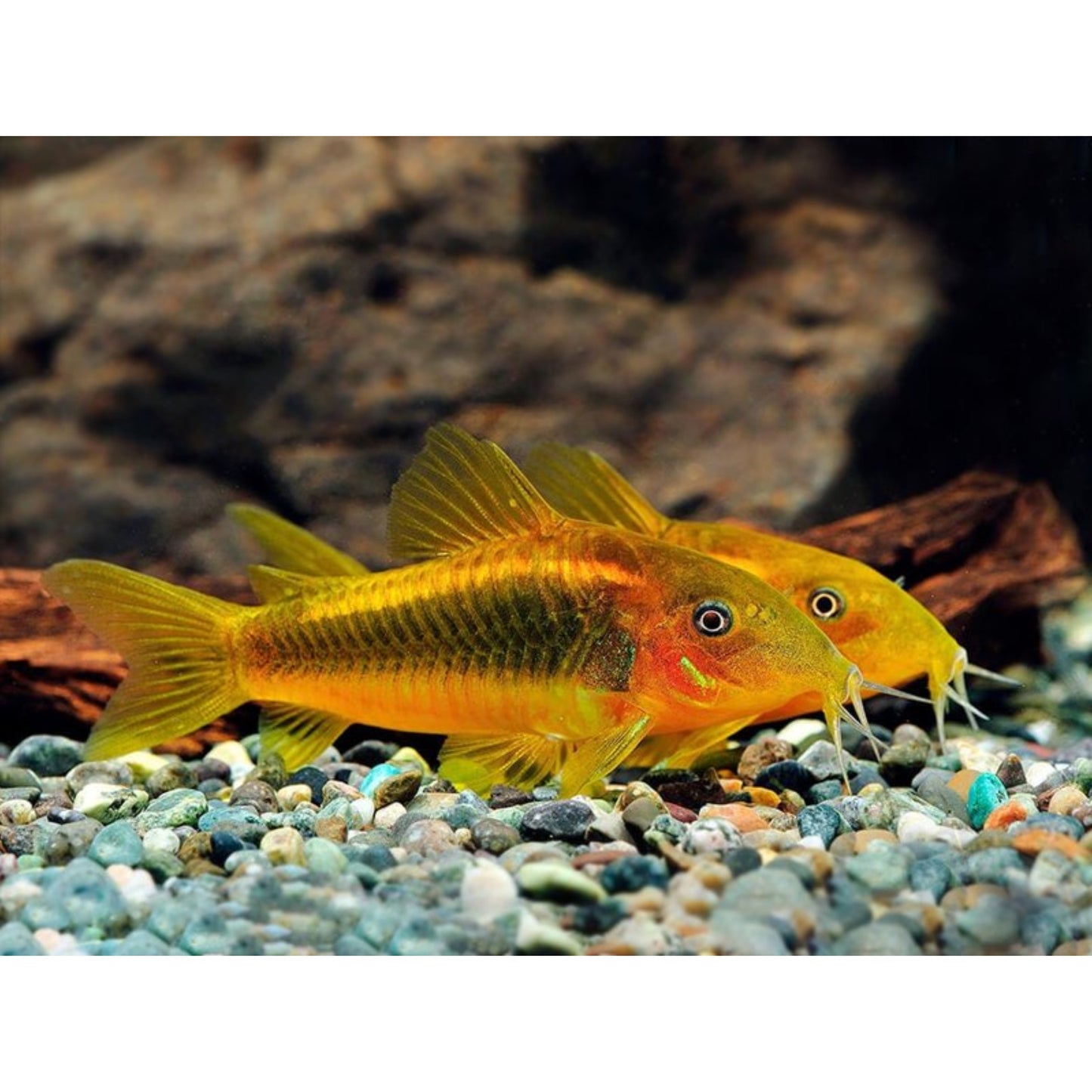 Corydoras aeneus Red neon