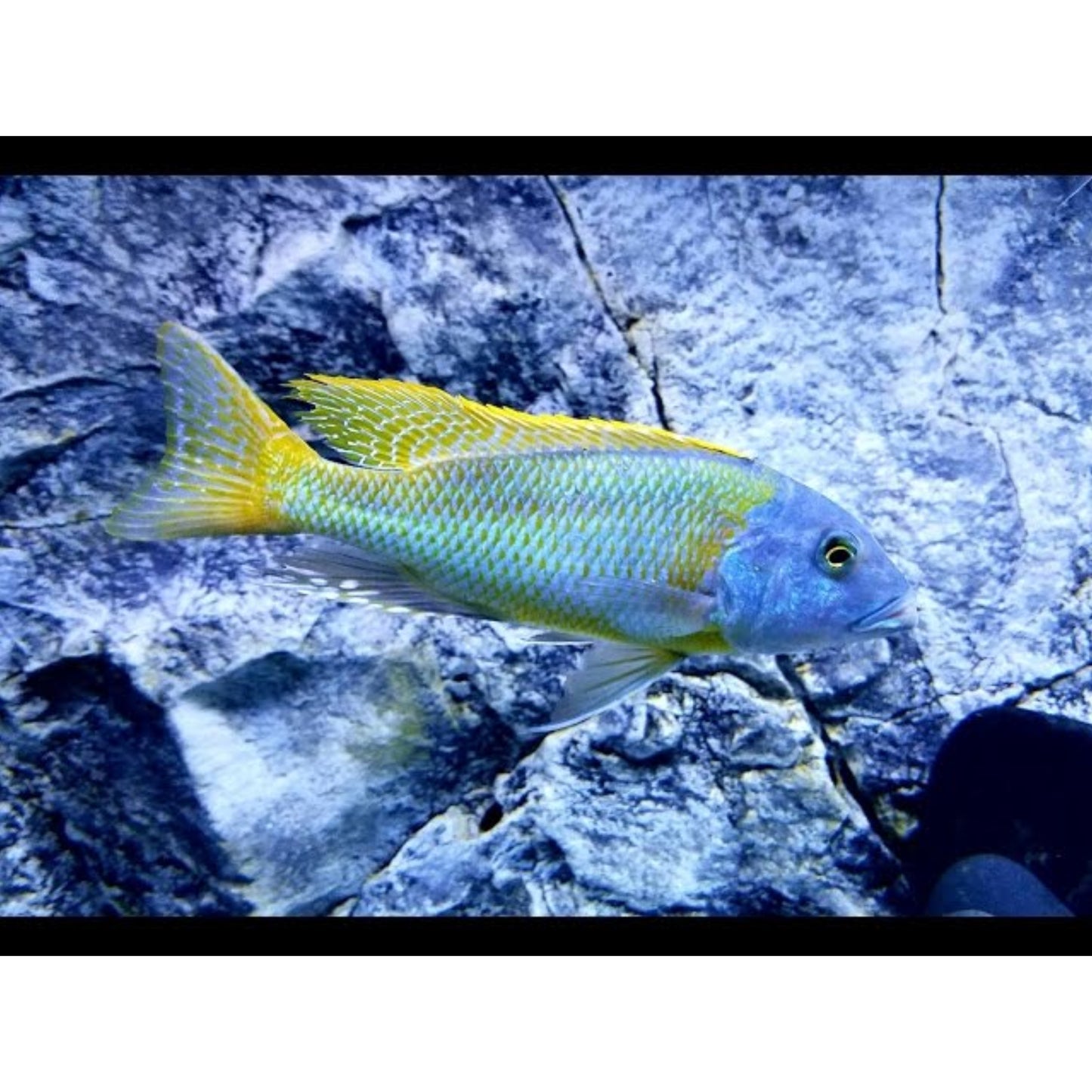 Buccochromis Rhoadesii Yellow