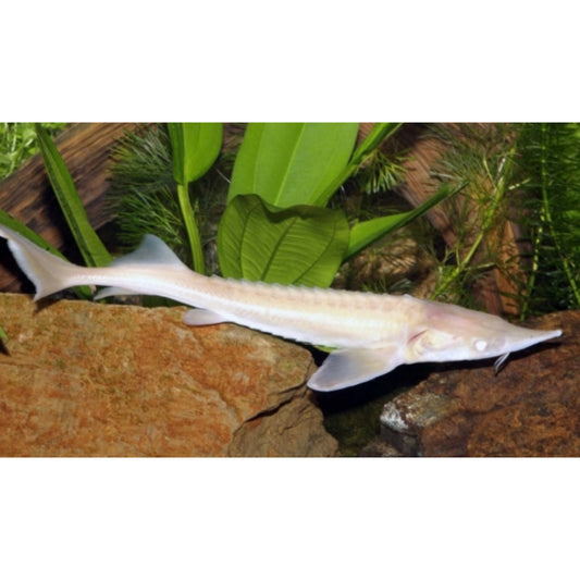 Acipenser ruthenus (storione albino)