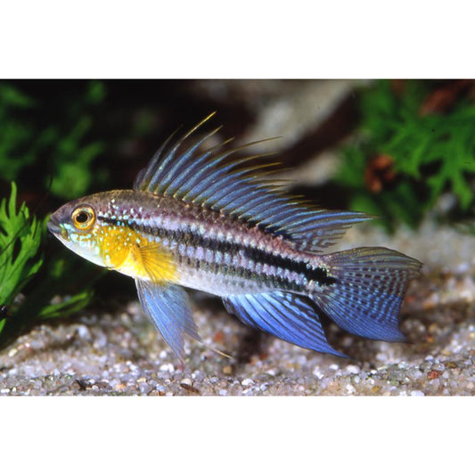 apistogramma bitaeniata blue