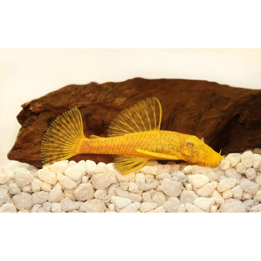 Ancistrus sp. Gold