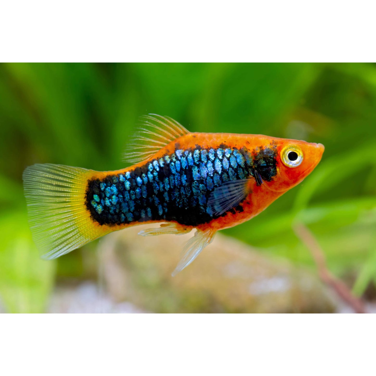 Xiphophorus maculatus (platy) “Red tuxedo”