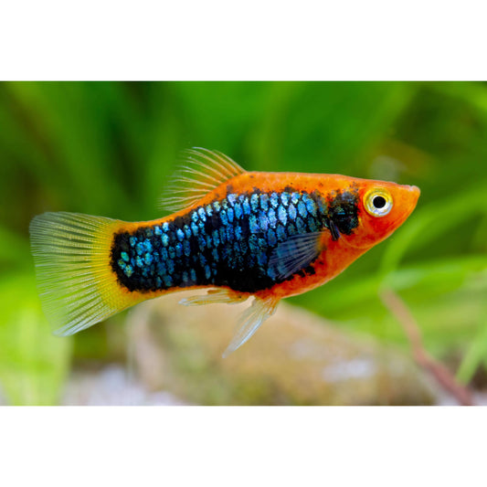 Xiphophorus maculatus (platy) “Red tuxedo”