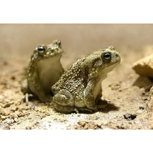 Bufo regularis