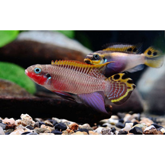 Pelvicachromis Taeniatus “Nigera Green”