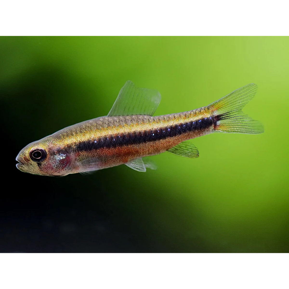 Poecilia reticulata (Guppy) female mix