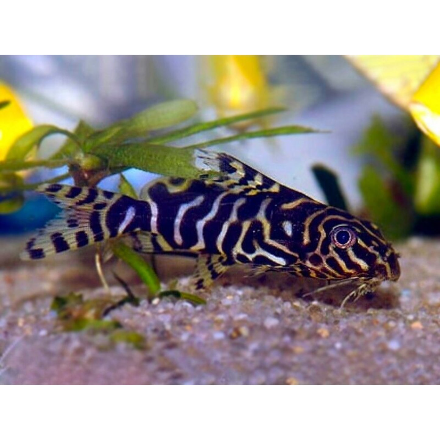 Synodontis aterrimus