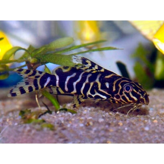 Synodontis aterrimus