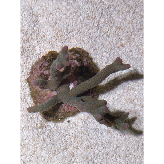 Montipora digitata blue