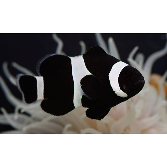 Amphiprion ocellaris black