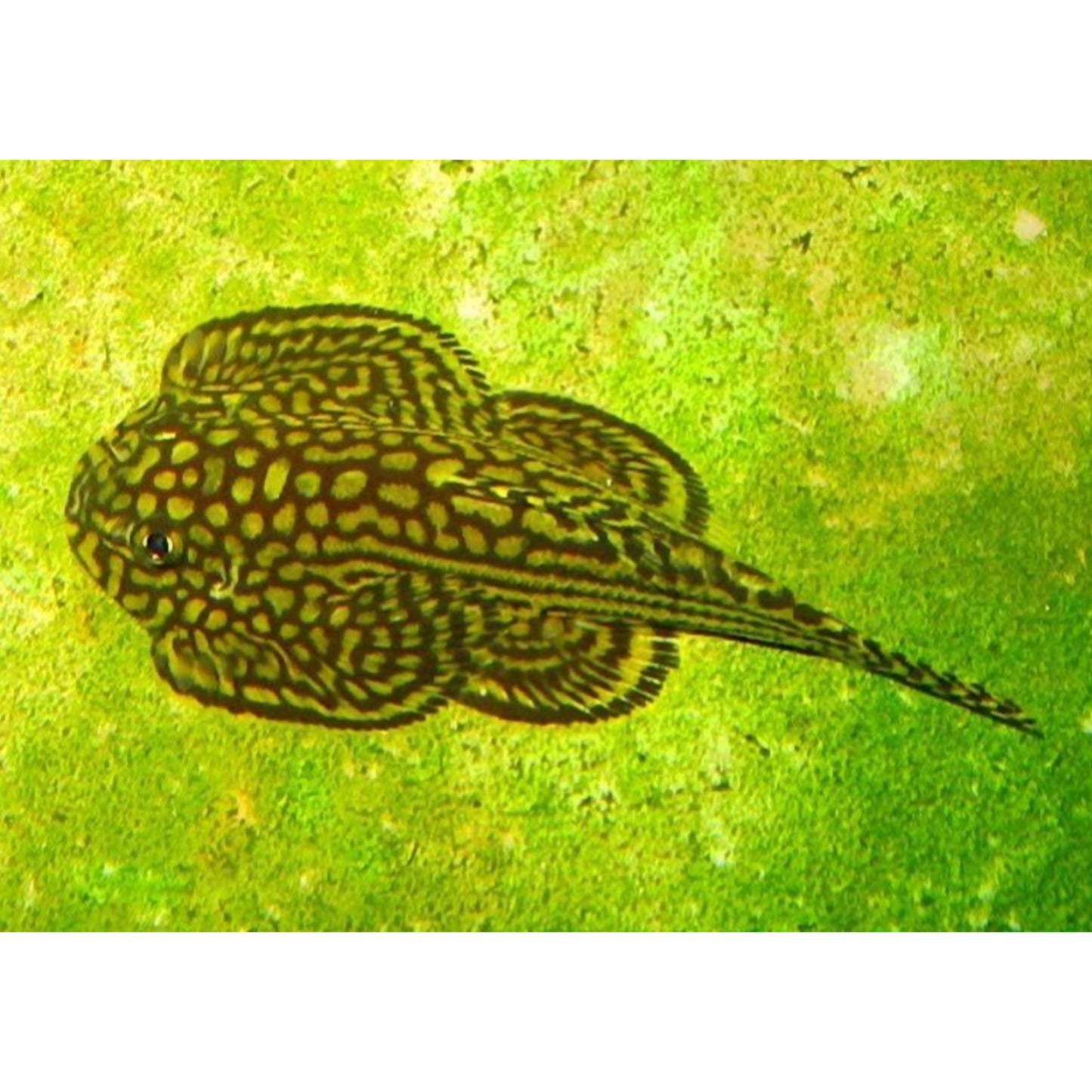 Sewellia linea