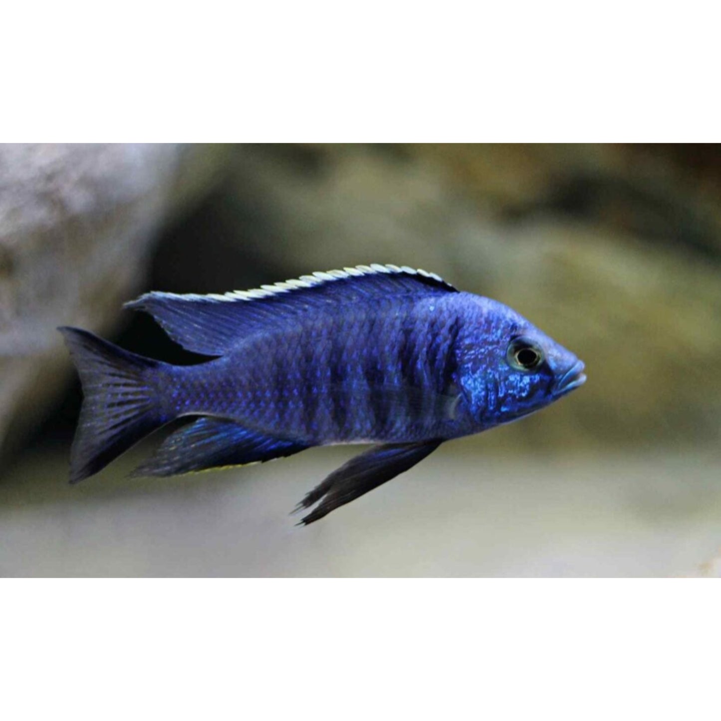 Copadichromis azureus
