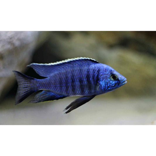 Copadichromis azureus