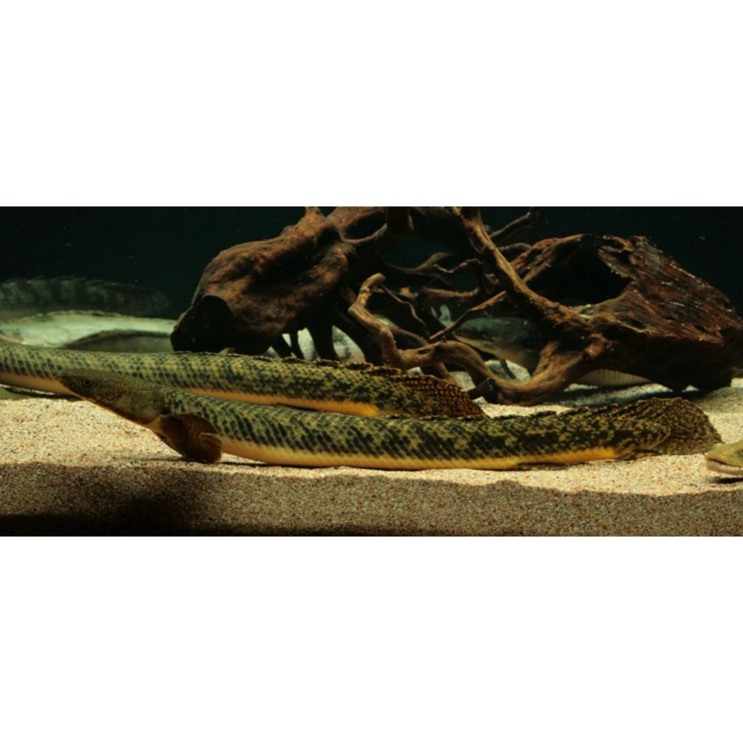 Polypterus teugelsi