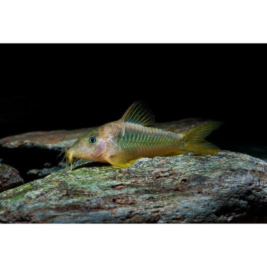 Corydoras melanotaenia