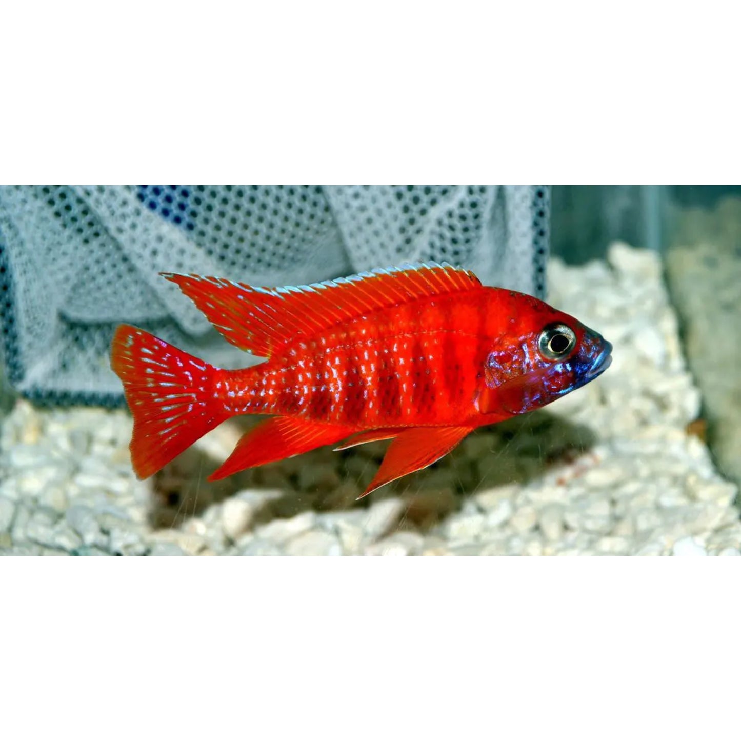 Aulonocara Rubin Red