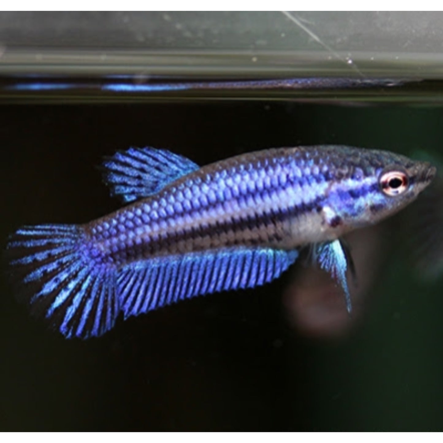 Betta splendens Alien Blue