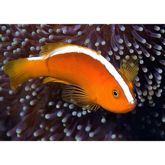 Amphiprion sandaracinos