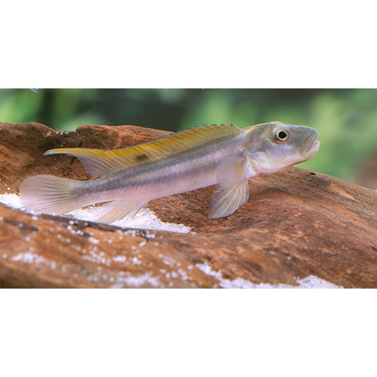 Steatocranus tinanti