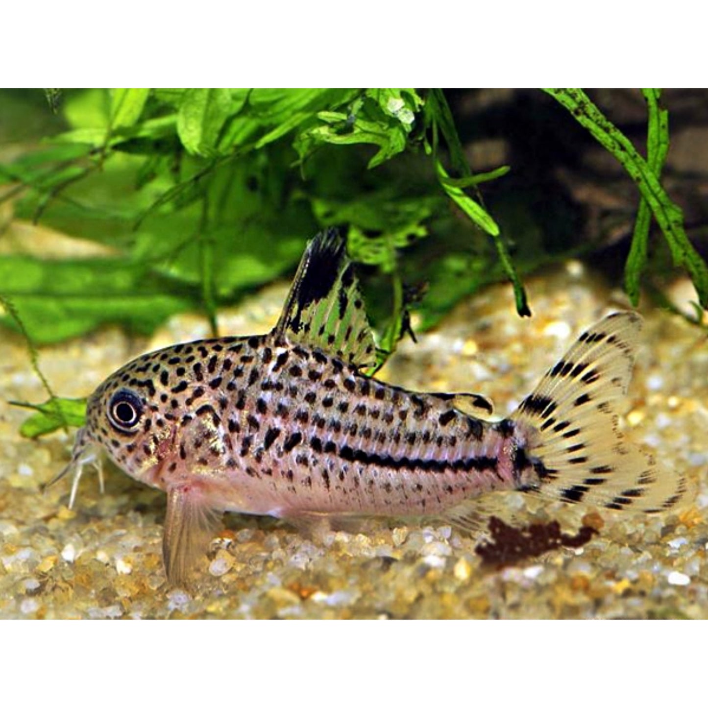 Corydoras leopardus C102