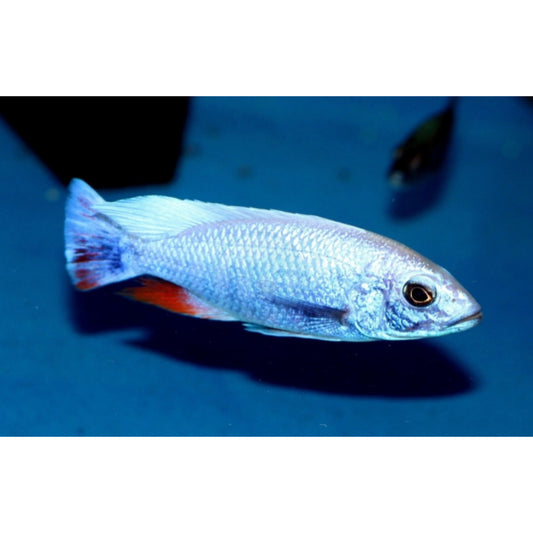 Haplochromis Fryeri “Iceberg”