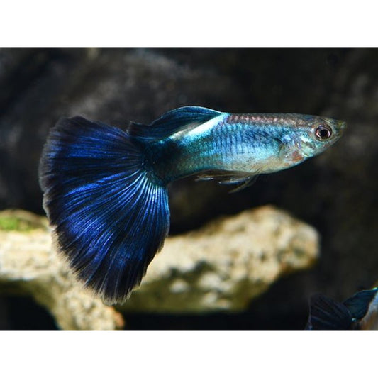 Poecilia reticulata (Guppy) maschio “blue queen”