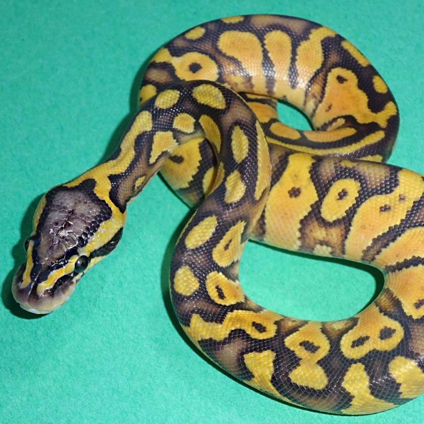 Python regius henchi ghost