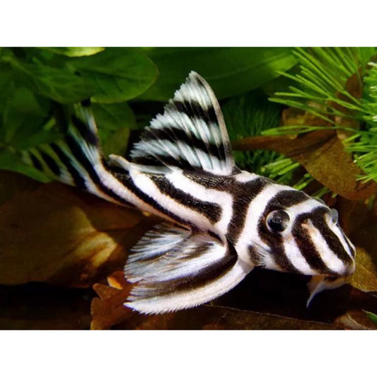 Hypancistrus zebra