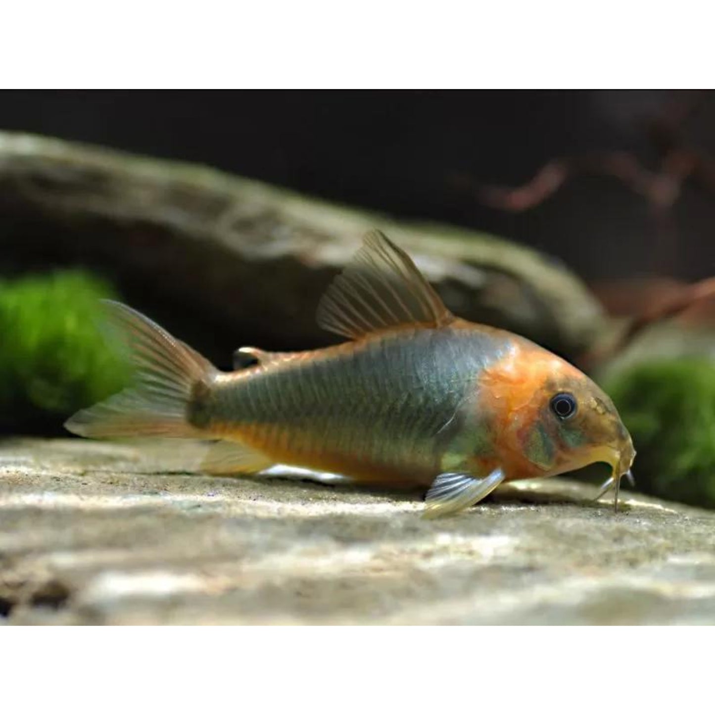 Corydoras eques