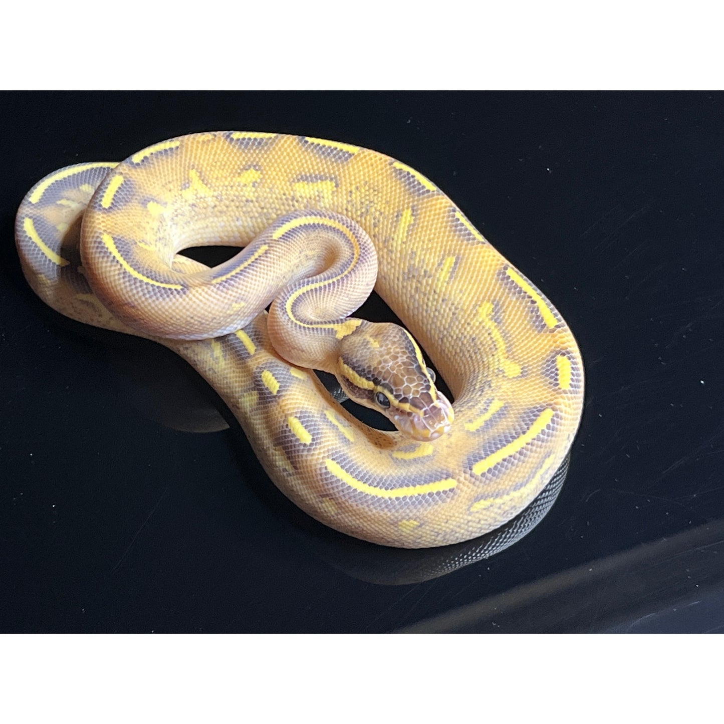 Python regius highway