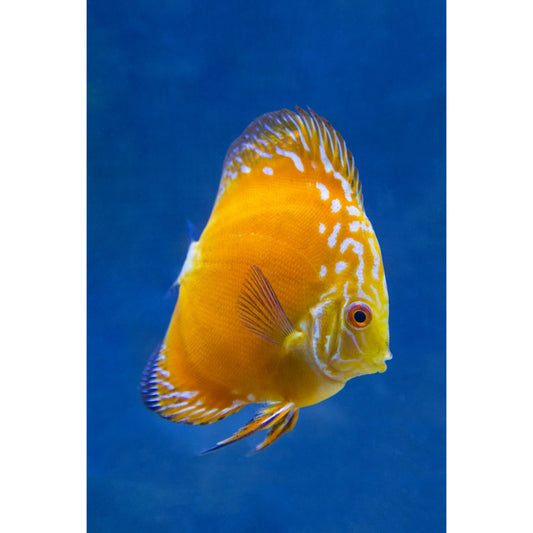 Symphysodon Discus Golden Pigeon