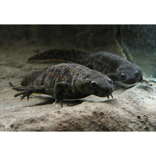 Pleurodeles sp.