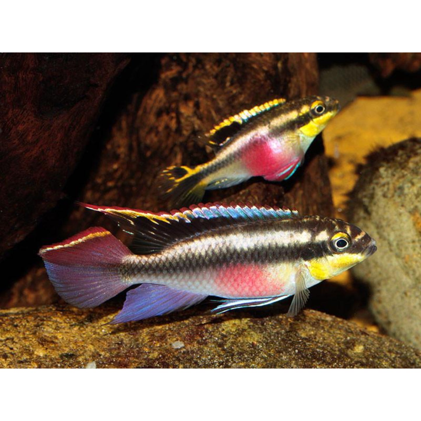 Pelvicachromis Pulcher