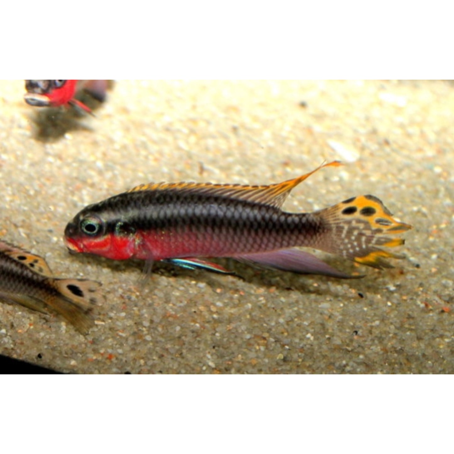 Pelvicachromis Taeniatus “Nigeria Red”