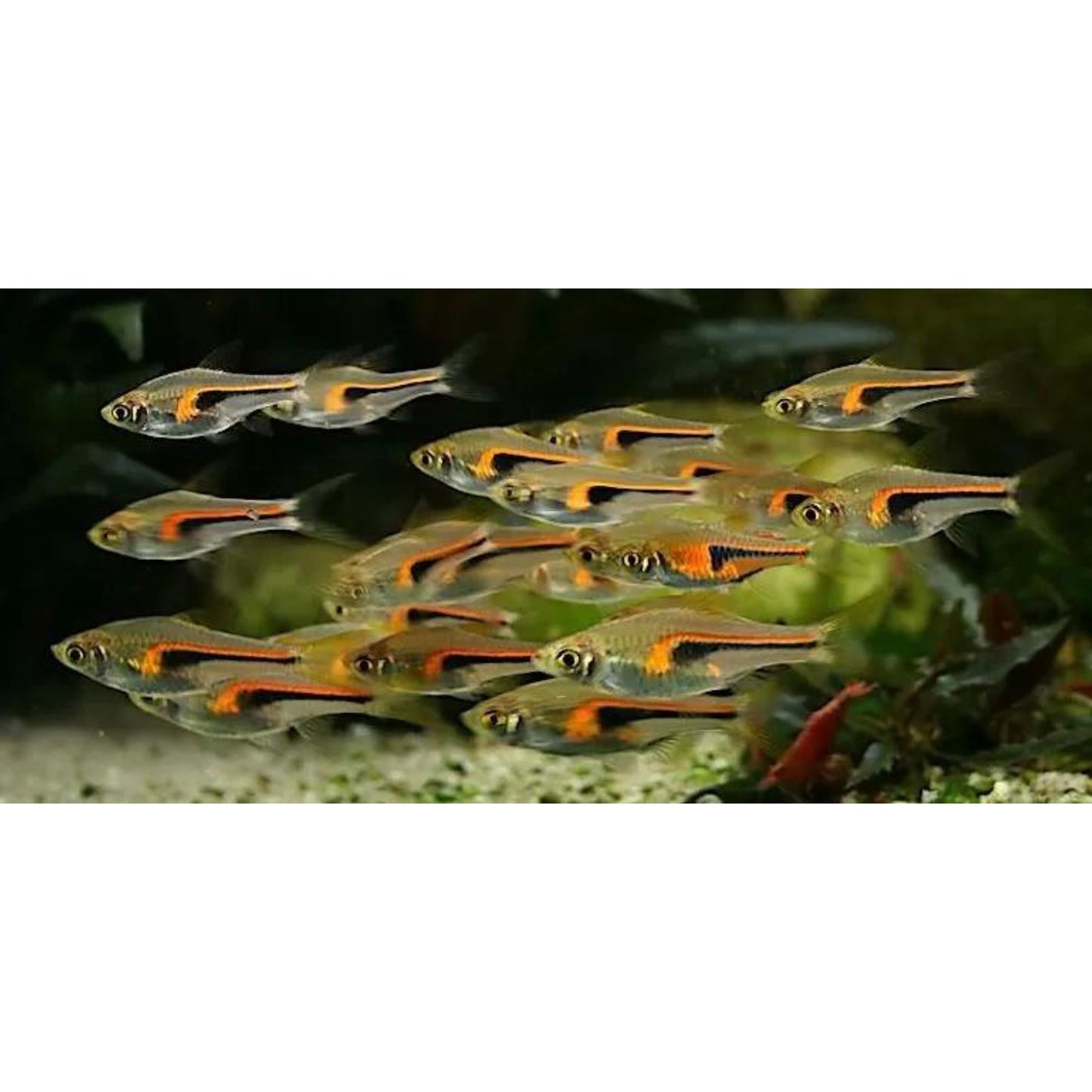 Rasbora hengeli