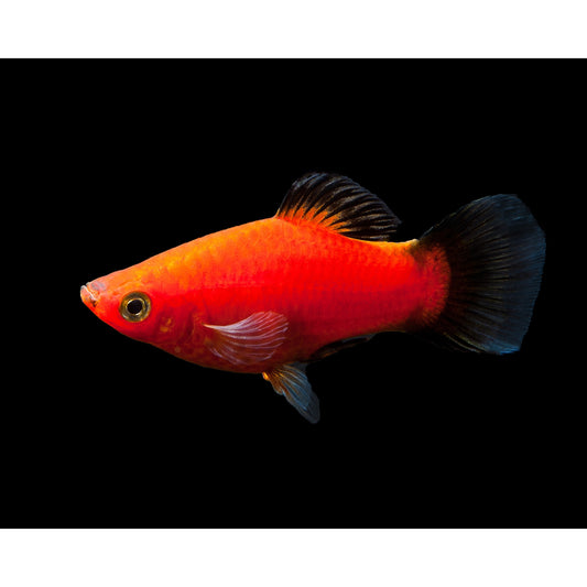 Xiphophorus maculatus (platy) “Red”